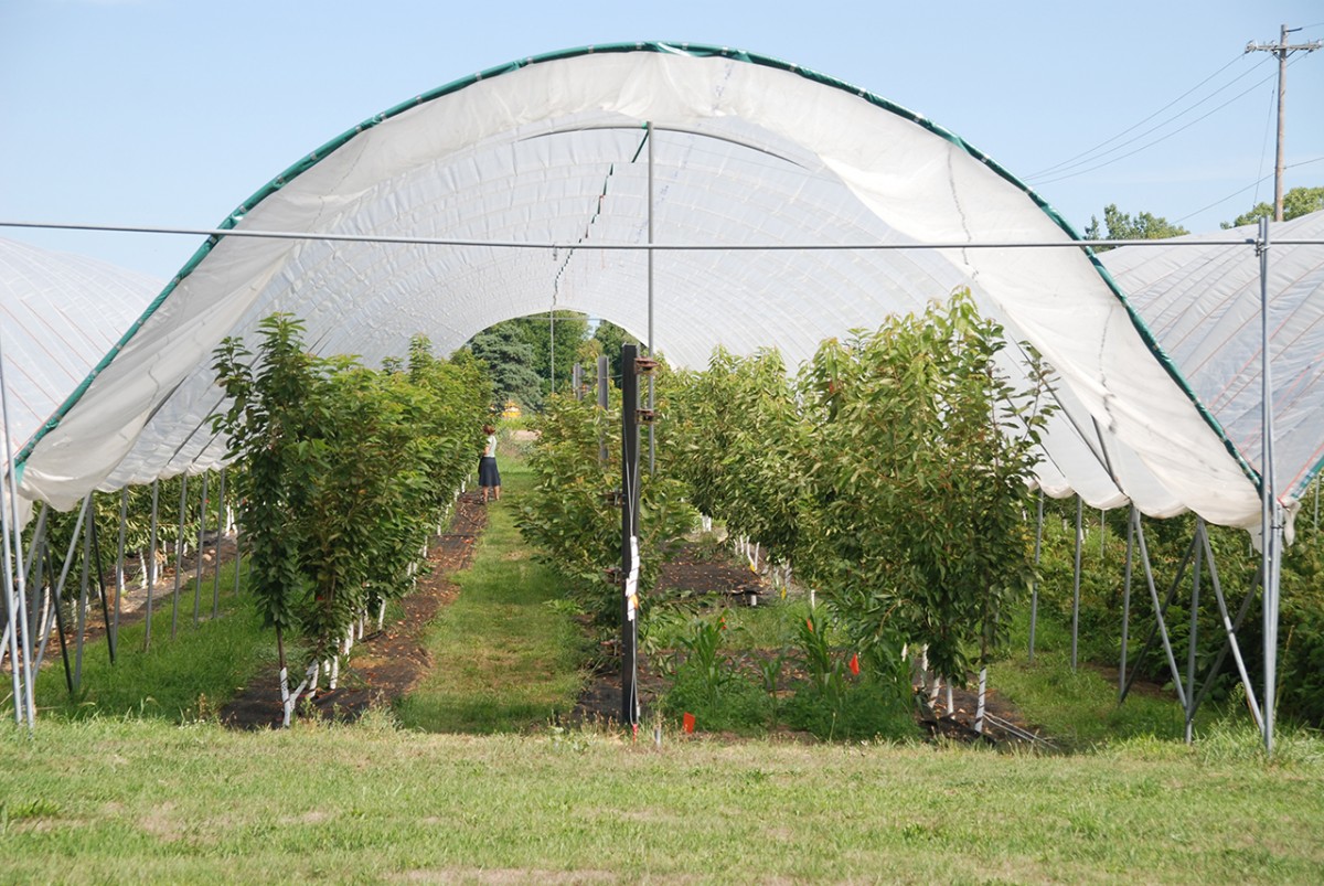 NYS cherry growers could harvest sweet profits with tall greenhouses